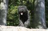 BOUVIER DES FLANDRES 135